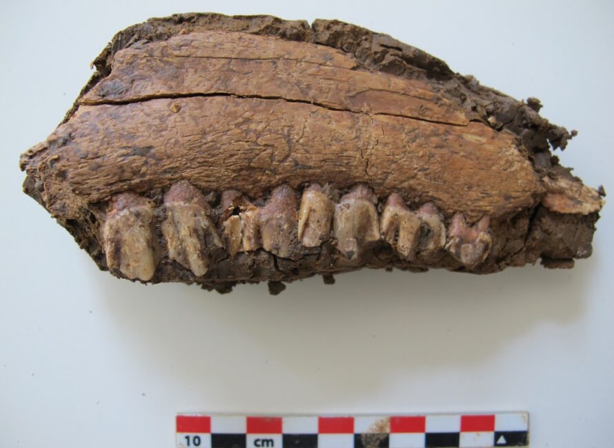 Fragment de mandibule de Cervidé découvert à Valle Giumentina