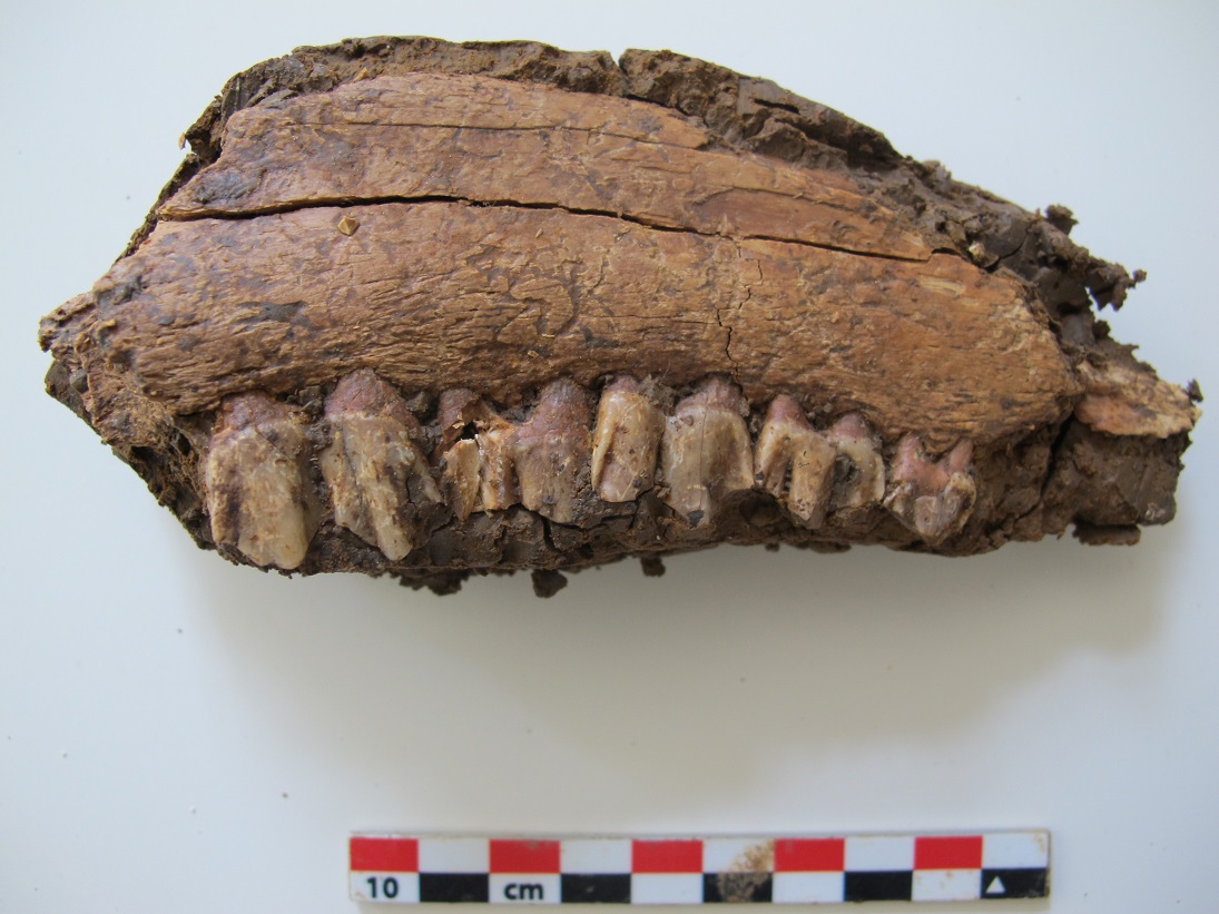 Fragment de mandibule de Cervidé découvert à Valle Giumentina